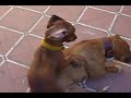 pitbull uma fight pelea de perros