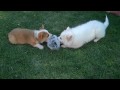 Colbie the Pembroke Welsh Corgi and Bella the American Eskimo.wmv
