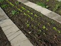 Garden Diary 2008-01