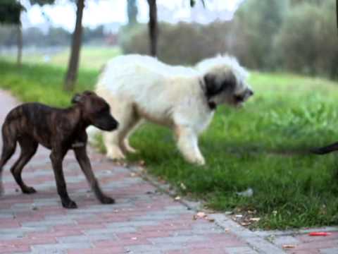 Kyra Milan - Mama Kyra, puppies Luna and Milan and a white Sheperd.