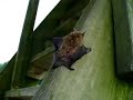 Flesh eating bat of death seeking rotting corpses