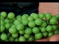 Cofradia del Vino en Mexico