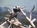 8/18/08~Ode To Mei Lan, A Joy~8.33min 8/18/08~Ode To Mei Lan, A Joy~8.33min