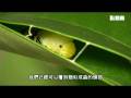 白傘弄蝶化蛹 Pupation of Pale Awlet (Version 2)