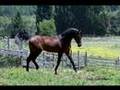WindTriste Arabians Sheykh Obeyd  Egyptians
