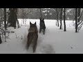 Snow Walk Snow Walk