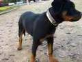 Carlos the rottweiler 2