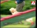 Loisirs Canins - Les cours de base