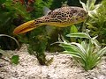 Mr.P the MBU puffer has grown, Cockles r a piece of cake P3