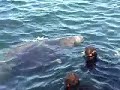 World Bites #8: Swimming with Manatees