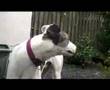 Greyhound