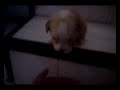bloody la perrita perdida