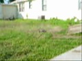 RC10T EARNHARDT TRUCK RC VIDEO
