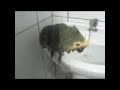 O Banho do Papagaio