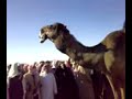 موقع سمان الهرج الشعبي مزاين مزايين الابل بعير ناقه ناقة فحل مجاهيم وضح قصايد قصيده قلطات قلطه شعر اشعارالهاجري القحطاني العتيبي السبيعي اليامي العجمي المري الحربي الدوسري شعبي