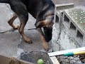 KING WHEN HE WAS PUPPY ,German Sheapard & Rhodesian Ridgeback mix