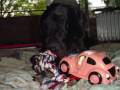 Sultan &amp; Ipsy - Deutsche Dogge - Great Dane