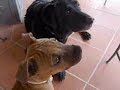 Breaker and Frida in: Baby don\ Breaker and Frida in: Baby don\