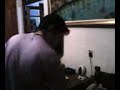 DJ Pras (en vivo) parte 1