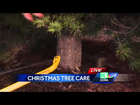 how to replant a cut christmas tree