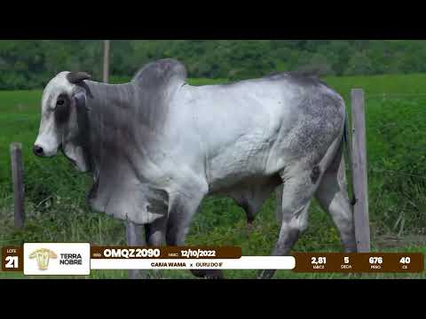 1� De Olho na Fazenda - Terra Nobre