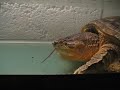 Myrtle, a 16 yr old female common snapper eating the first of many mice.