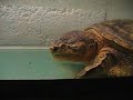 Common snapper eating mouse