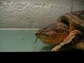 Common snapper eating mouse