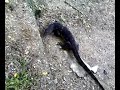Mendekati Encik Biawak USM