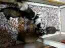 PUPPIES!!!