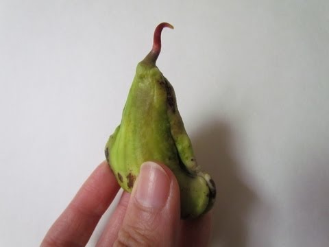 how to grow mango from seed in u.k