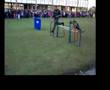 5aCiaPE - BPVMA - Desfile - Exposição - Demonstração de Cães