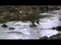 Öringlek i Ålabäcken (Hästholmen)