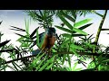 Toraveru. An animated short film