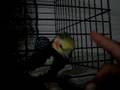 CRAZY FUCKEN BIRD