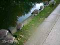 videos de Geese on the canal, 15-10-08