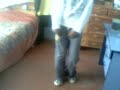 tocarte-toda-calle13.html