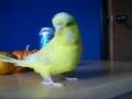 Gaus my budgie