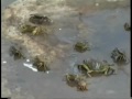 Click here to watch this video Bedworth People mix. Crazy crab walk.avi