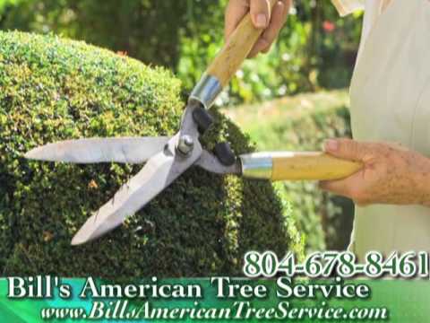 how to fertilize hinoki cypress