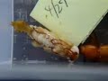 ????????????????? Eclosion Of Adult Mealworm Beetle Pt.1/2