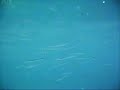 Needlenose fish underwater at Maeda Point (Misaki) in Onna-son, Okinawa, Japan