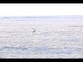 Montana Decoy Caribou