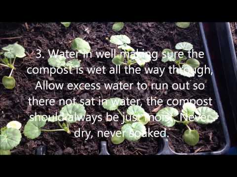 how to collect ivy geranium seeds