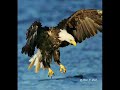 Trashmen  Surfin Bird