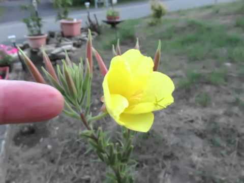 IN SEKUNDEN ERBLÜHENDE NACHTKERZE