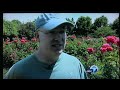 ABC7 Focus on Solutions Features The Friends of the San Jose Rose Garden