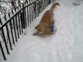 Cute Snow Dog