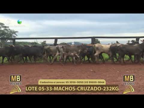 537� LEIL�O VIRTUAL MB LEIL�ES