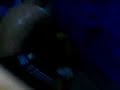 camella 6 - UFCamella